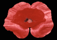 Red Poppy