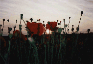 Poppy Field